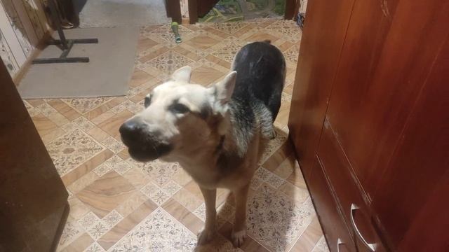 Мухтар поёт смотреть онлайн