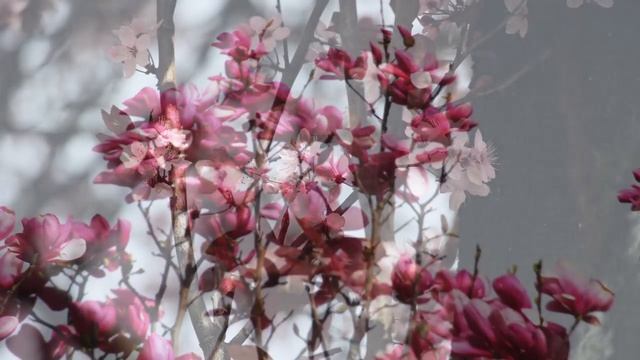 🌞2019 04 02🌞 Vancouver Flowers 🌻Canon SL1📸 смотреть онлайн