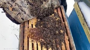 Зимовка на улице 1.01.2023