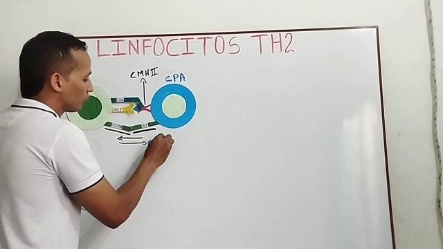 Linfocitos TH2