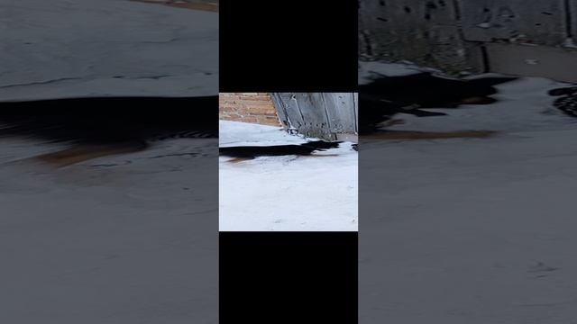 Прогулка блудного...