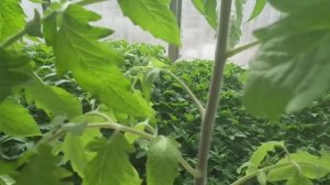 КАК ФОРМИРОВАТЬ ТОМАТ В 3 СТВОЛА? ОГОРОДНАЯ АЗБУКА ОЛЬГИ ЧЕРНОВОЙ.