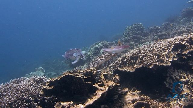 Cuttlefish Courtship - Cuttlefish Mating Behavior смотреть онлайн
