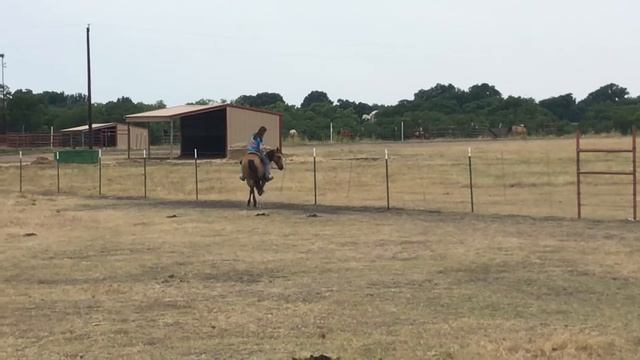 Sissy trotting and loping in pasture смотреть онлайн