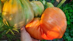 ЛУЧШИЕ КРУПНОПЛОДНЫЕ И УРОЖАЙНЫЕ ТОМАТЫ!