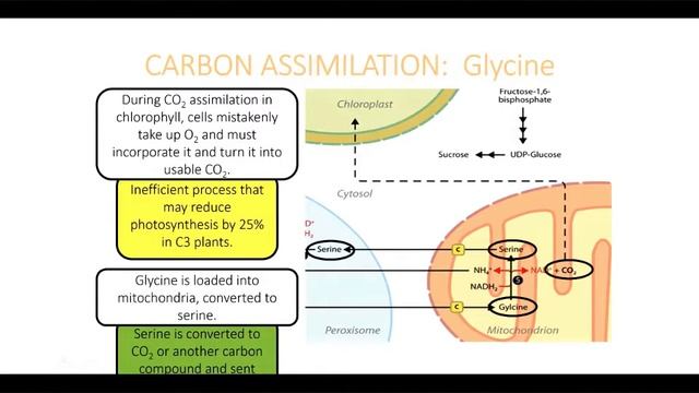 Carbon Assimilation Increasing Carbs