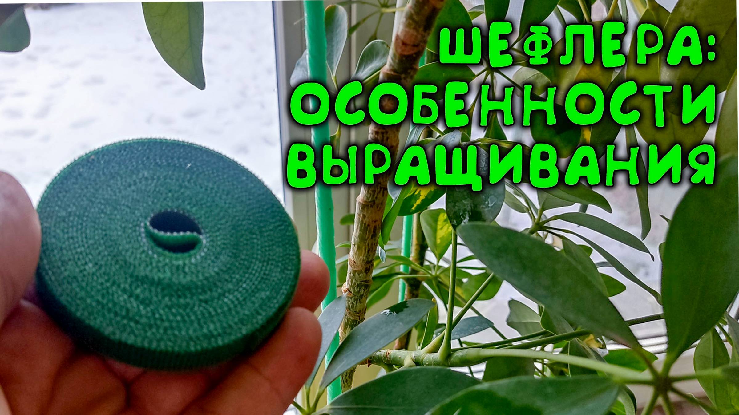 🤫 Вот это вы точно не знаете про ШЕФЛЕРУ: 🌱уход и выращивание шефлеры для хорошего роста 💹 смотреть онлайн