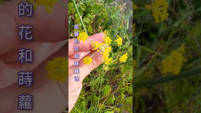 茴香 Fennel 全身都是寶 #shorts смотреть онлайн