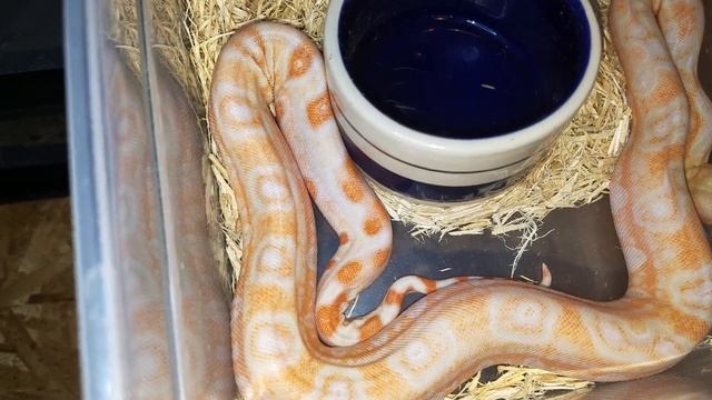 THE MOST EXPENSIVE SNAKE!! SerpentSityExotics смотреть онлайн
