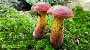 ВСЕ ВИДЫ СЪЕДОБНЫХ ГРИБОВ