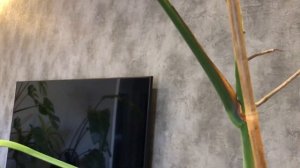 Обрезка высокой монстеры и укоренение верхушечного черенка в воде. Основные правила