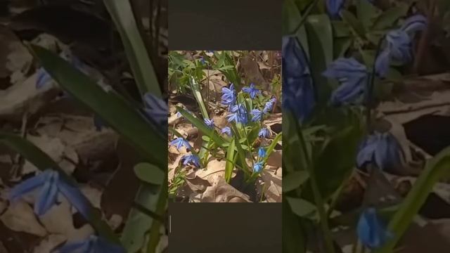 Цветочки 🌸🌿 смотреть онлайн