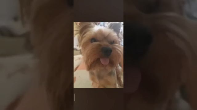 Чуча смотреть онлайн