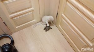 #котичерепаха#shorts