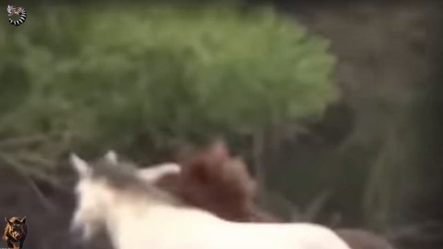 КОНИ РЕЗВИЛИСЬ в ВОДЕ , Не ДУМАЯ о Том ,ЧТО Там НАХОДЯТСЯ ХИЩНИКИ ...