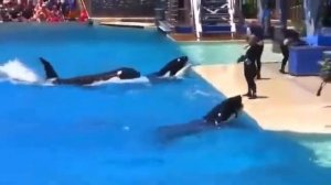 Шоу КАСАТОК