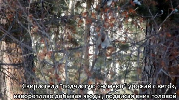 Когда прилетели свиристели\When did the whistlers arrive