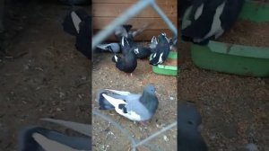 Курские голуби