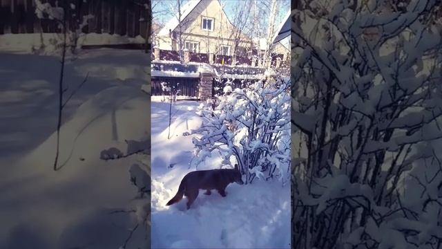 Ай, ай,а это Май 2023#май#алтай смотреть онлайн