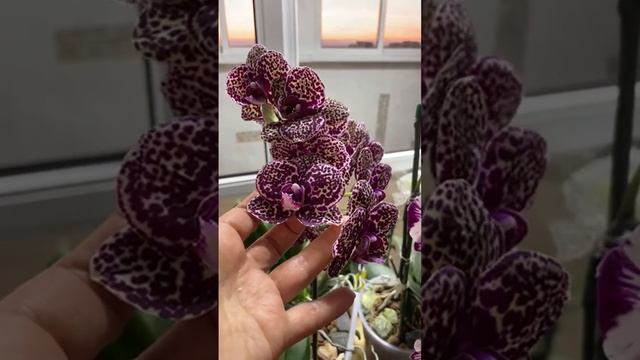 Почему пересадка азиатской и европейской орхидей после покупки существенно отличается. Часть 1 смотреть онлайн