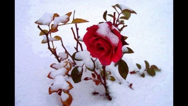 Николай Дранников. Снег и розы смотреть онлайн