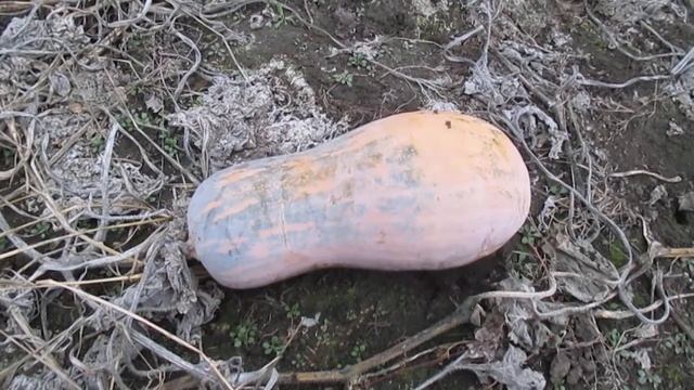 Гарбуз Лікарські властивості смотреть онлайн