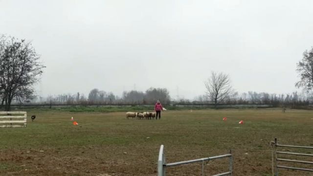 Baciron Paprika ❤ in preparazione per i Campionati Italiani CSEN 2021 🇮🇹 смотреть онлайн