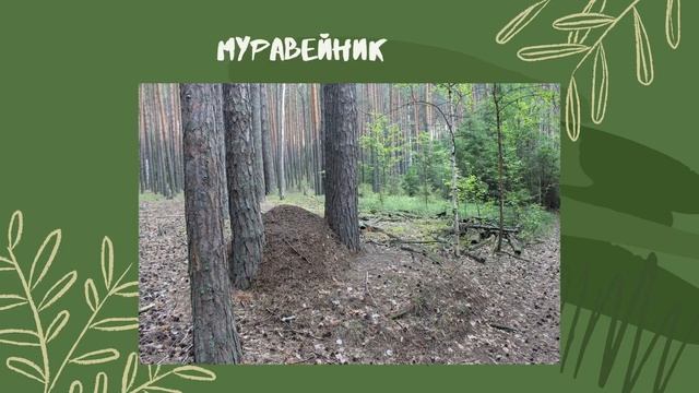 Прогулка по Гуринским увалам! смотреть онлайн