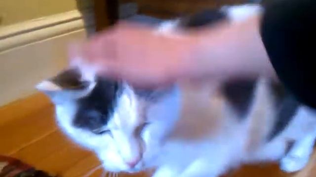 Pudding and Oliver are out and about! смотреть онлайн