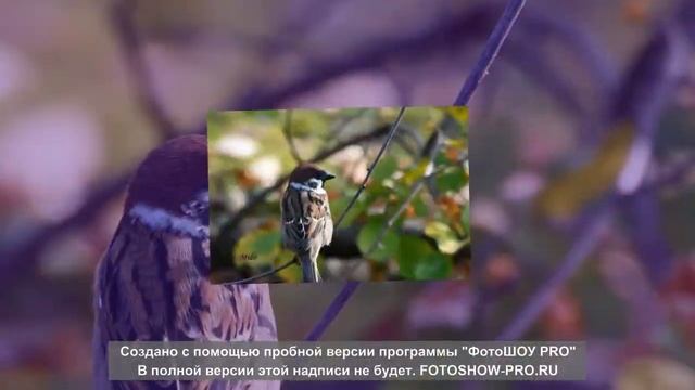 Проект 1 Щебетание птиц смотреть онлайн