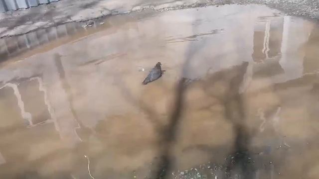 Голубь в луже смотреть онлайн