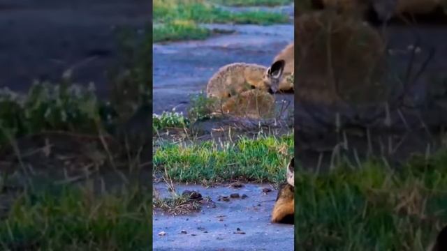 Bat eared fox| வௌவால் காது நரி| चमगादड़ कान वाली लोमड़ी| Ушастая лиса| Rubah bertelinga kelelawar смотреть онлайн