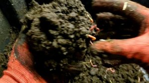 Инструкция по выращиванию навозного червя на реализацию.