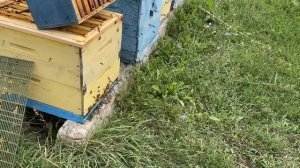 ОТБОР МЁДА!!! КАРНИКА И БАКФАСТ!!!