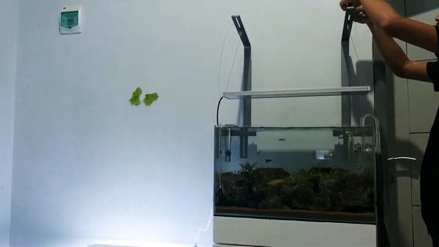 CHIHIROS HANG STAND VIVID