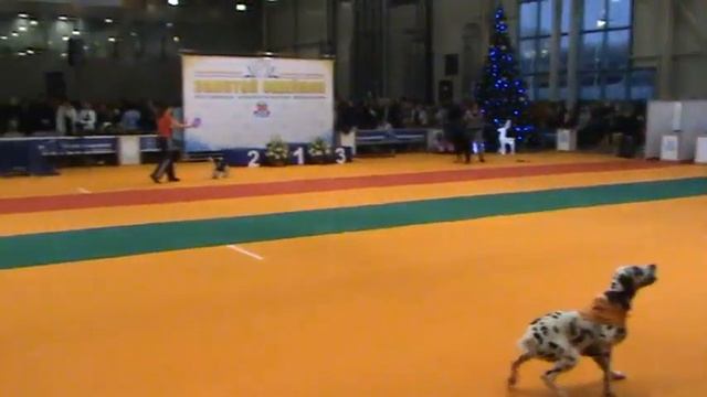 Золотой ошейник 2011 смотреть онлайн