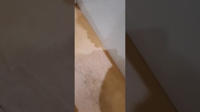 Как хомяки делают хомячат / Хомяки женятся / Свадьба у хомяков. смотреть онлайн