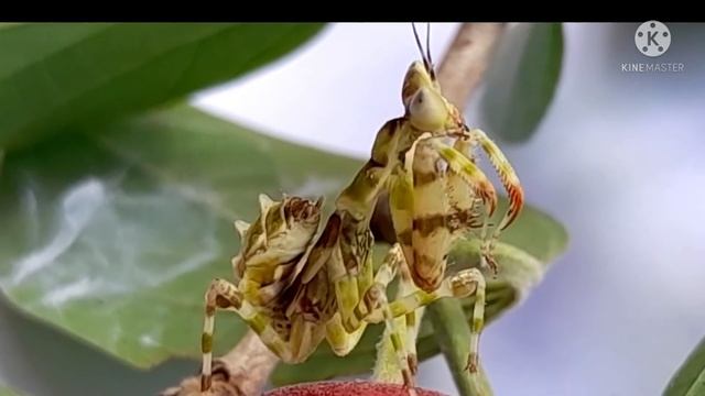 Mantis | Creobroter gemmatus | Praying Mantis | Kumpitum poochi | #Mantis #IndianFlowerMantis смотреть онлайн