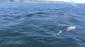 Баренцево море, касатки, рыбалка!!!