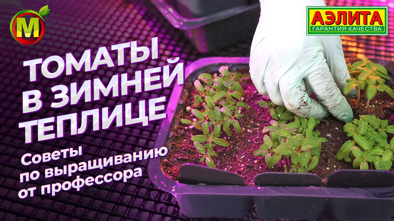 ВЫРАЩИВАНИЕ ТОМАТОВ ЗИМОЙ. Советы от профессора! смотреть онлайн