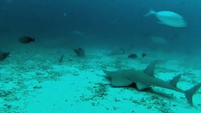 Hulumale Neru смотреть онлайн