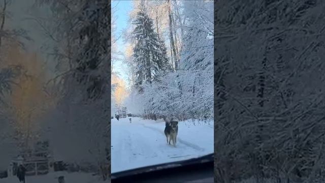 Зимняя сказка в любимом лагере Орлёнок смотреть онлайн