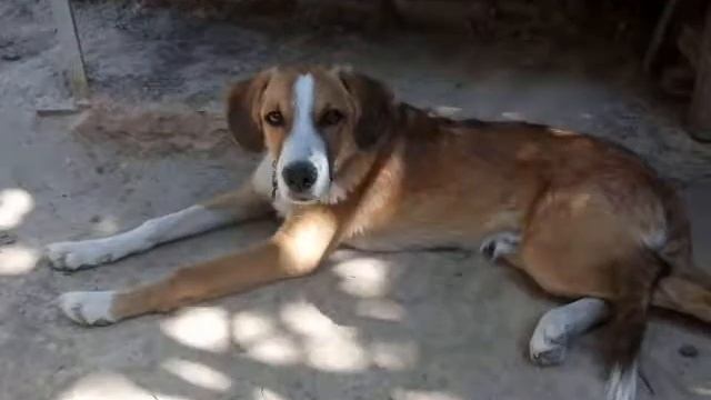 Цезарь и Люся смотреть онлайн