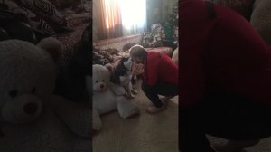 Хаски разговаривает ! Провинилась .