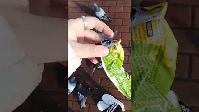 Первое видео:Кормим птиц💖 смотреть онлайн
