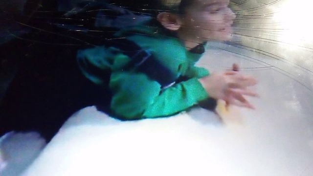 Морской котик кенгуру и лошади в цирке.
Сфоткались с кенгуру и морским котиком,ещё поехали на лошади