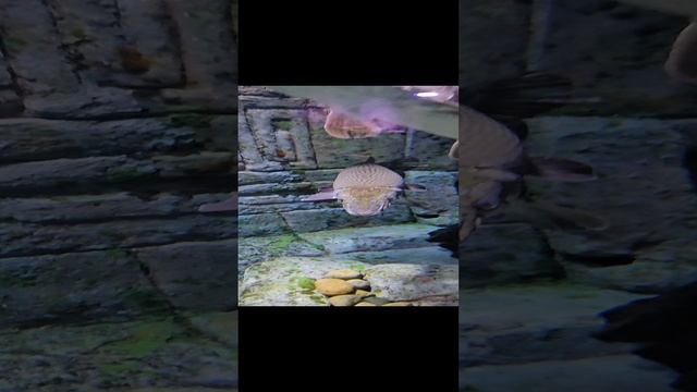 Рыба-крокодил смотреть онлайн