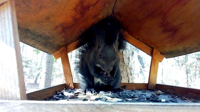 Белка маньчжурская (Sciurus vulgaris v. mantchuricus) - 2 смотреть онлайн