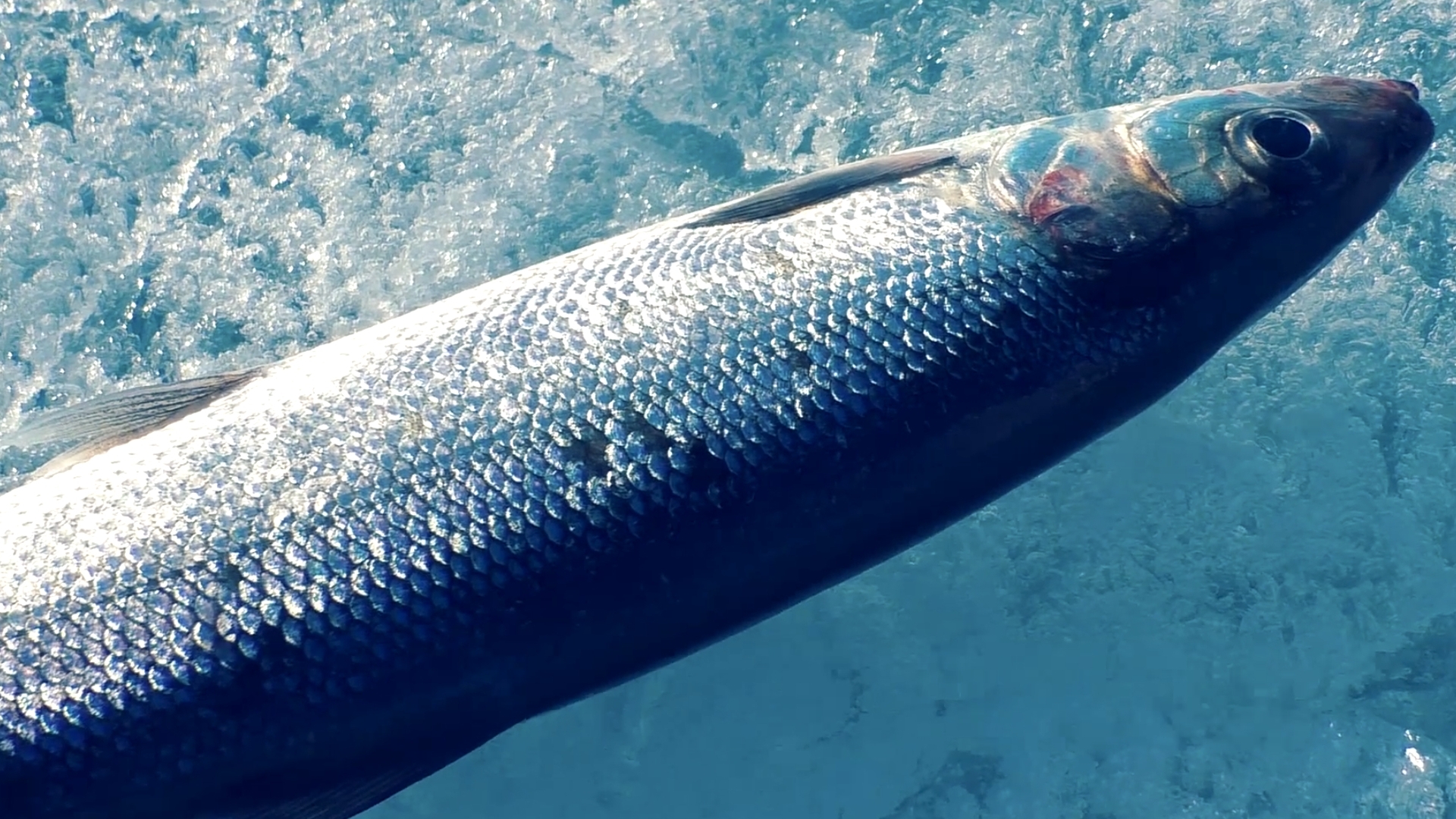 Лучшая рыбалка - это на Байкале. смотреть онлайн