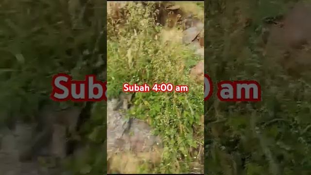 #nature #bhajan#mandir #subscribe #song #hindisong #love #trending #shorts. смотреть онлайн